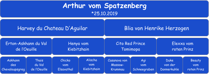 Arthur vom Spatzenberg *25.10.2019  Harvey du Chateau D‘Aguilar Blia von Henrike Herzogen Erton-Askhann du Val  de l‘Oeuille Henya vom Kiebitzhain Cito Red Prince Tomimopa Elexxa vom roten Prinz Askhann  des Chevaloupsgreg Thais  du Val de l‘Oeuille Chicko  vom Elsavathal Alischa  vom Kiebitzhain Casanova von Massow-Krummau Duke  von der Donnerkuhle Agi  vom Schneegraben Beauty vom  roten Prinz