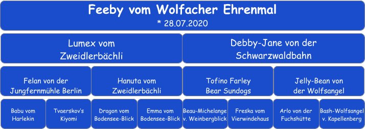 Feeby vom Wolfacher Ehrenmal * 28.07.2020 Lumex vom Zweidlerbächli Debby-Jane von der  Schwarzwaldbahn Felan von der Jungfernmühle Berlin Hanuta vom Zweidlerbächli Tofino Farley Bear Sundogs Jelly-Bean von der Wolfsangel Babu vom Harlekin Tvaerskov‘s Kiyomi Dragon vom Bodensee-Blick Emma vom Bodensee-Blick Beau-Michelange v. Weinbergblick Arlo von der Fuchshütte Freska vom Vierwindehaus Bash-Wolfsangel v. Kapellenberg